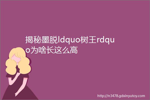 揭秘墨脱ldquo树王rdquo为啥长这么高